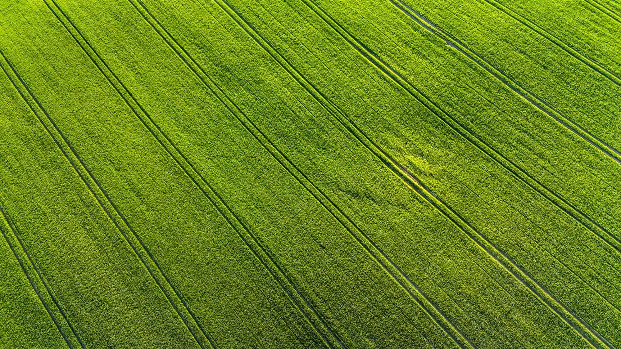 Vista aérea de talhões agrícolas