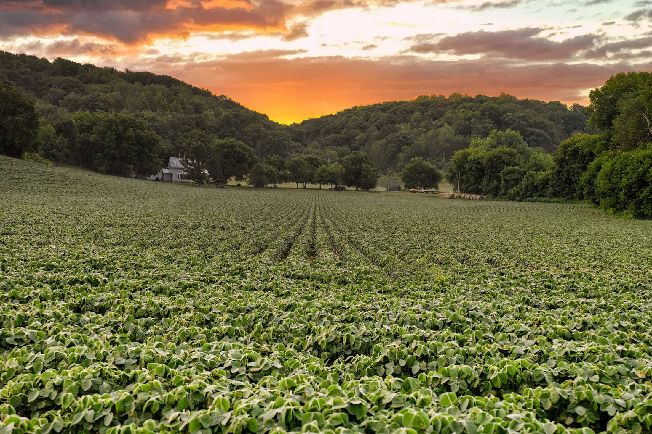 Lavoura de soja ao entardecer